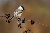 Black-capped Chickadee (Poecile atricapillus)