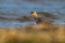 Willet (Tringa semipalmata)