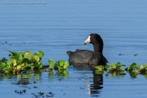 American Coot (Fulica americana)