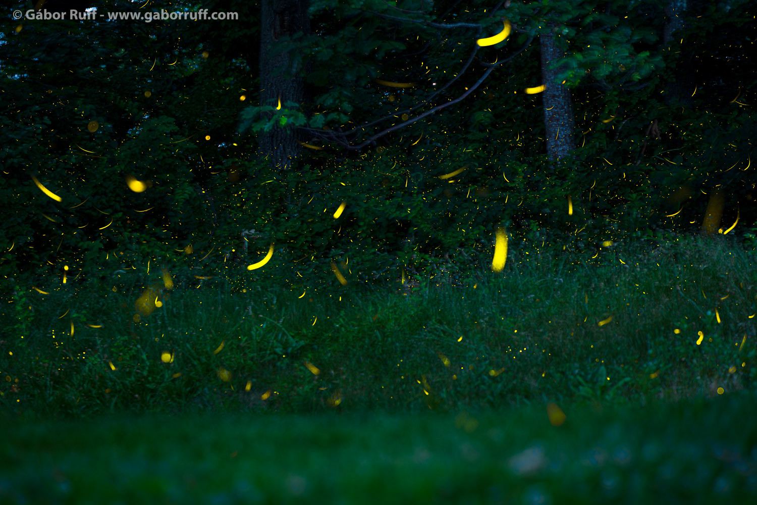 Fireflies In The Forest - Graham County