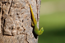 Gold Dust Day Gecko (Phelsuma laticauda)