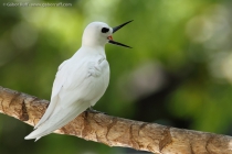 White Tern (Gygis alba)