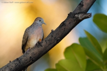 Zebra Dove (Geopelia striata)