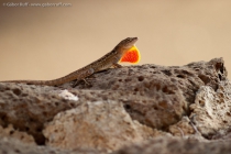 Brown Anole (Anolis sagrei)