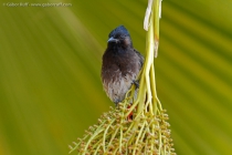 Red-vented Bulbul (Pycnonotus cafer)