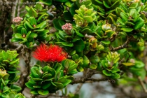 Ohia Lehua (Metrosideros polymorpha)