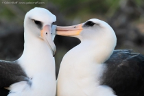 Laysan Albatross (Phoebastria immutabilis)