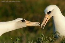 Laysan Albatross (Phoebastria immutabilis)