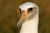 Laysan Albatross (Phoebastria immutabilis)