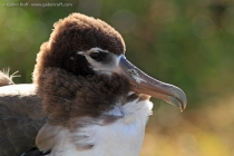 Laysan Albatross (Phoebastria immutabilis), juvenile