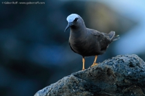 Hawaiian Noddy (Anous minutus melanogenys)