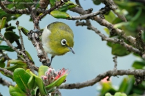 Japanese White-eye (Zosterops japonicus)