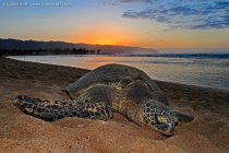 Green Sea Turtle (Chelonia mydas)