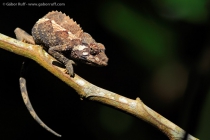 Jackson's Chameleon (Chamaeleon jacksonii), female