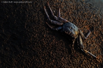 Thin-shelled Rock Crab (Grapsus tenuicrustatus)