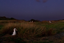 Laysan Albatrosses by Night