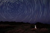 The Night of an Albatross