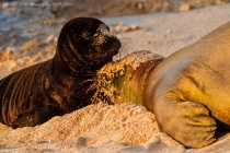 Hawaiian Monk Seal (Monachus schauinslandi), pup