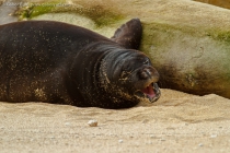 Hawaiian Monk Seal (Monachus schauinslandi), pup