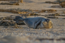 Hawaiian Monk Seal (Monachus schauinslandi), juvenile