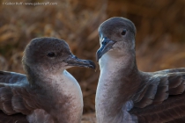 Wedge-tailed Shearwater (Puffinus pacificus)