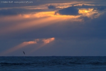 Wedge-tailed shearwater at sunset