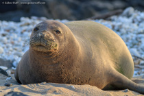 Hawaiian Monk Seal (Monachus schauinslandi)