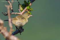 Oahu Amakihi (Chlorodrepanis flava), juvenile