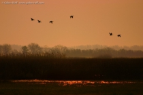 Sunrise with Greylag Geese