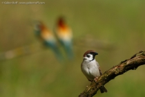Eurasian Tree Sparrow (Passer montanus)