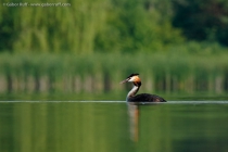 Great Crested Grebe (Podiceps cristatus)