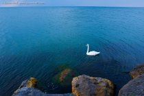 Trumpeter Swan in Lake Ontario