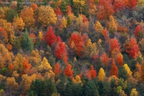 Autumn in North America