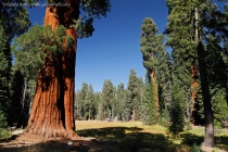 Giant Forest (Sequoia trees)
