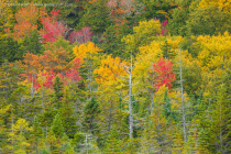 Fall colors in Maine