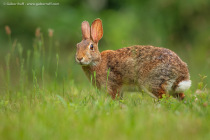 Eastern Cottontail Rabbit (Sylvilagus floridanus)