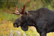 Moose (Alces alces), bull