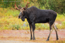 Moose (Alces alces), bull