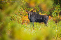 Moose (Alces alces), bull
