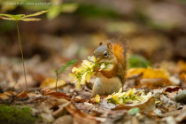 American Red Squirrel (Tamiasciurus hudsonicus)