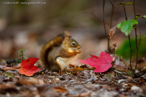 American Red Squirrel (Tamiasciurus hudsonicus)