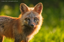 Red Fox (Vulpes vulpes)