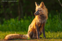 Red Fox (Vulpes vulpes)