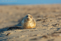 Gray Seal (Halichoerus grypus), female