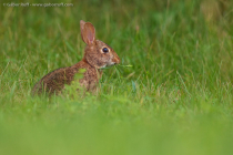 Eastern Cottontail Rabbit (Sylvilagus floridanus)