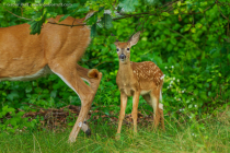 White-tailed Deer (Odocoileus virginianus)