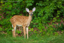 White-tailed Deer (Odocoileus virginianus)