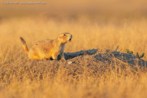 Black-tailed Prairie Dog (Cynomys ludovicianus)