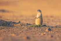 Black-tailed Prairie Dog (Cynomys ludovicianus)