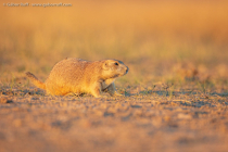 Black-tailed Prairie Dog (Cynomys ludovicianus)